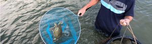 長崎淡水　すっぽん養殖