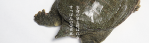 長崎淡水　すっぽん養殖