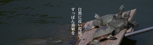長崎淡水　すっぽん養殖