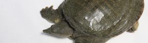 長崎淡水　すっぽん養殖