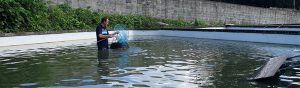 長崎淡水　すっぽん養殖