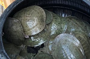 長崎淡水　すっぽん養殖