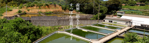 長崎淡水　すっぽん養殖