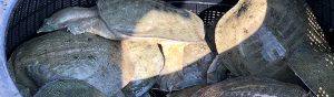 長崎淡水　すっぽん養殖