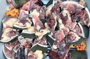 長崎淡水　すっぽん養殖