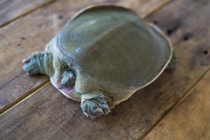 長崎淡水　すっぽん養殖