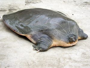 タイコガシラスッポン