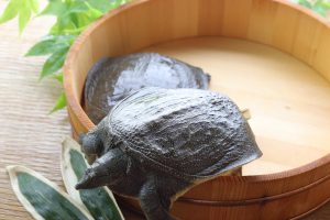 長崎淡水　すっぽん養殖