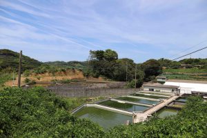 長崎淡水　すっぽん養殖