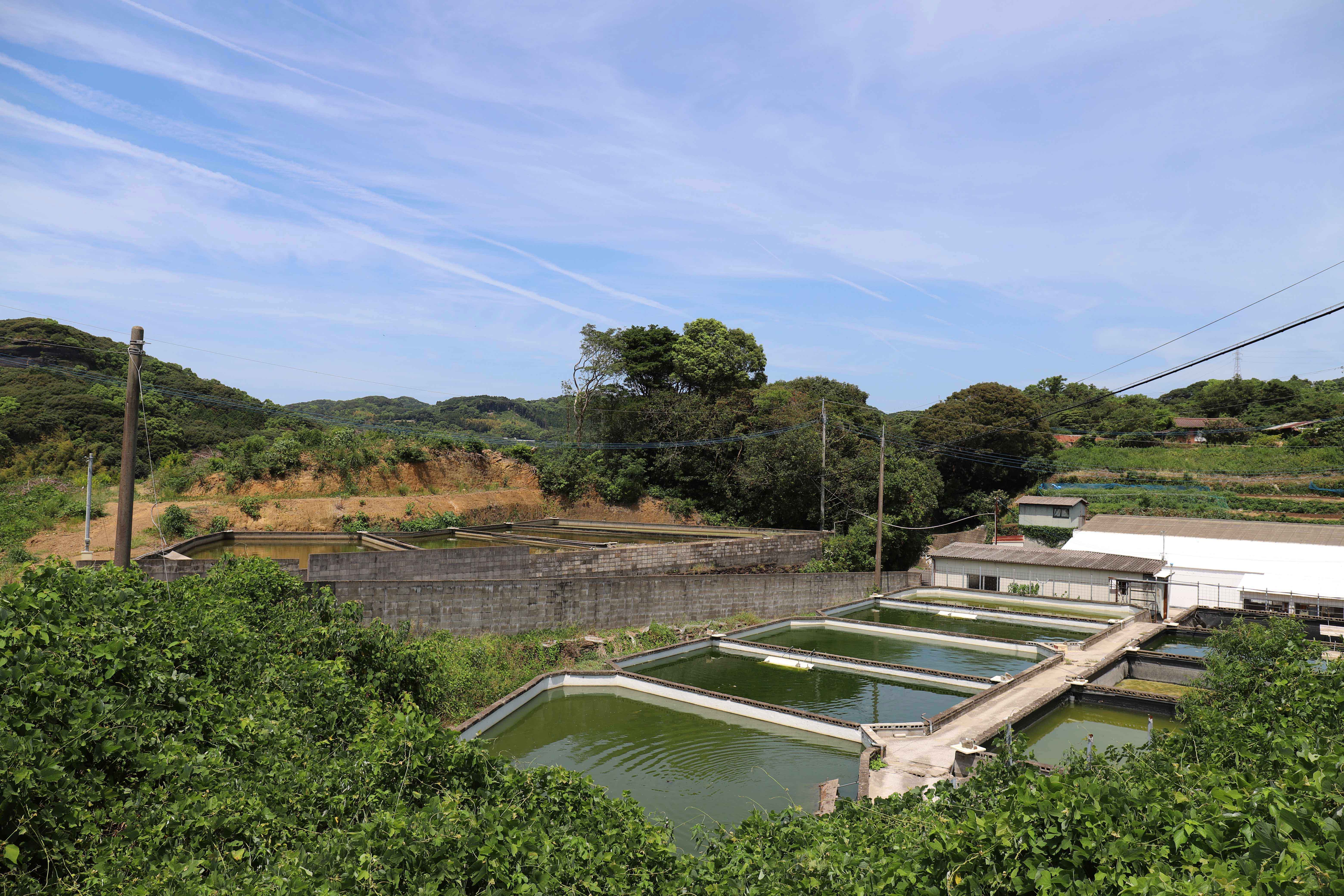 九州7県のすっぽん養殖場一覧 すっぽん通販養殖場 長崎淡水