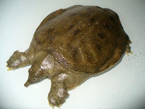 キョクトウスッポン