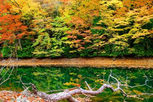 すっぽんの出荷時期は9月～11月ごろ
