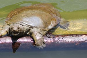 養殖場によってすっぽんの飼育方法などが異なる！